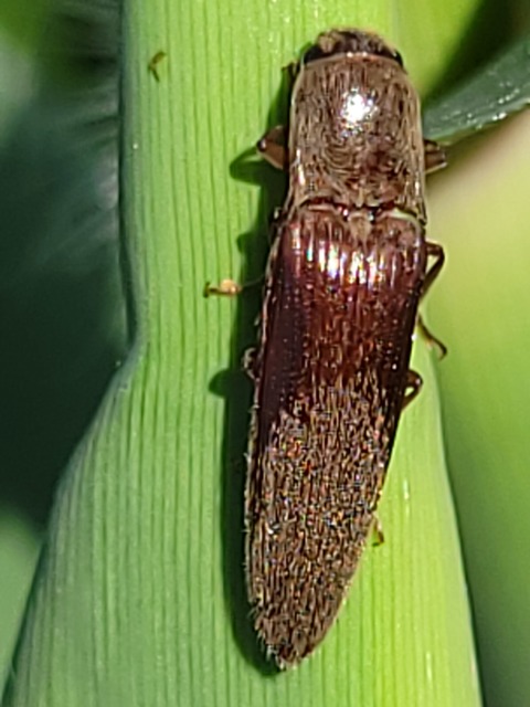 Synaptus filiformis - talpas pattanó