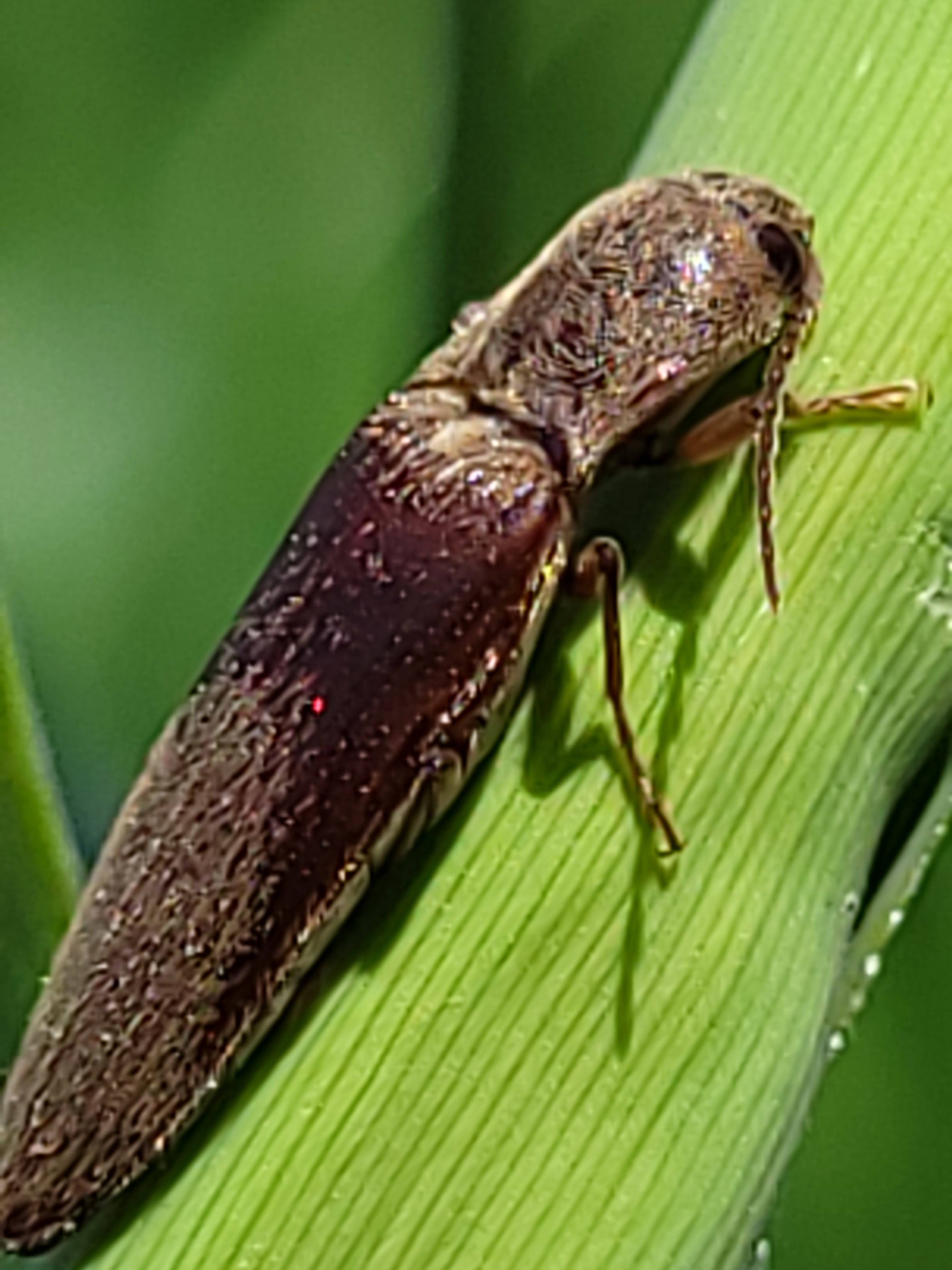 Synaptus filiformis - talpas pattanó