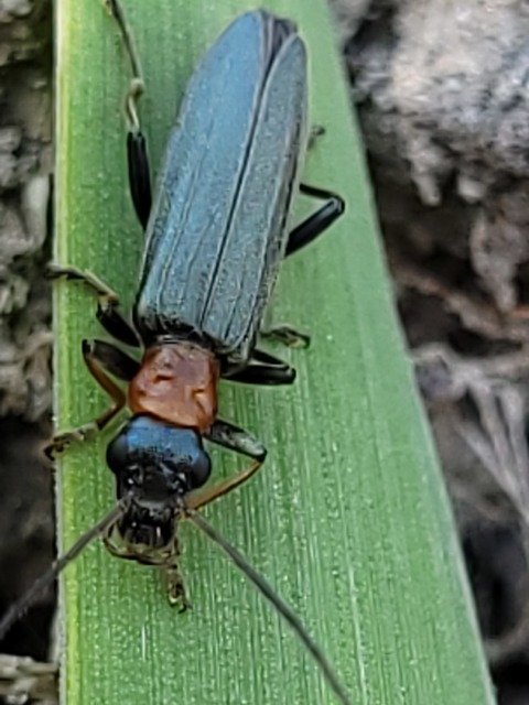 Oedemera croceicollis - pirostorú álcincér
