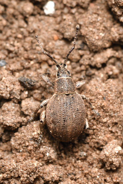 Peritelus familiaris - nagy kendermagbogár