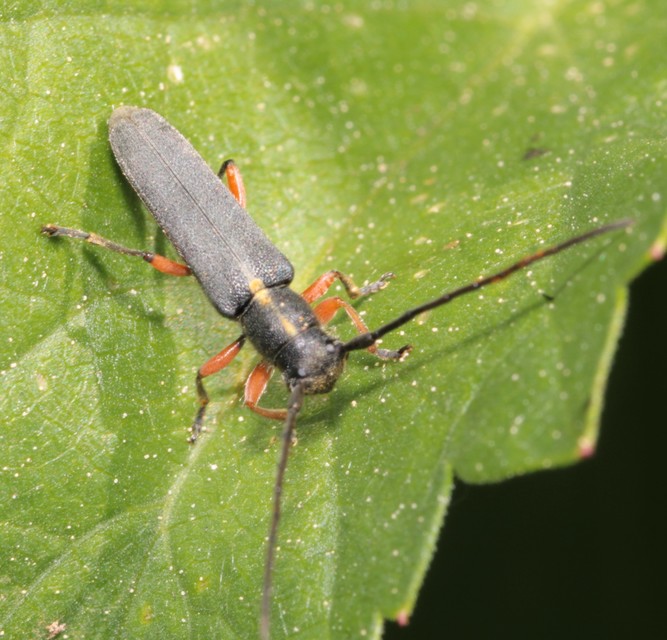 Phytoecia icterica - murokcincér Phytoecia icterica - murokcincér