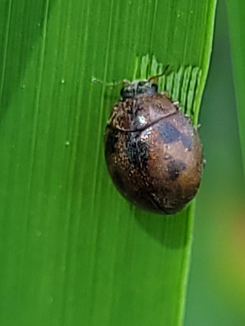 Cynegetis impunctata - pázsitfűböde