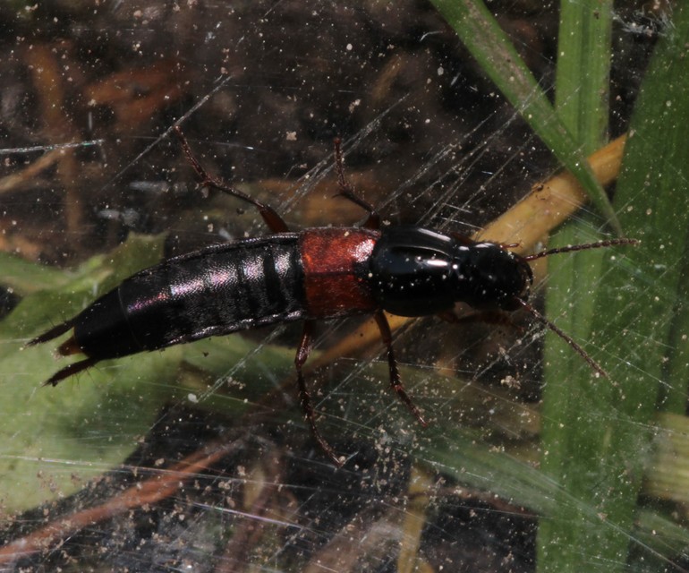 Quedius molochinus - sokalakú mohaholyva