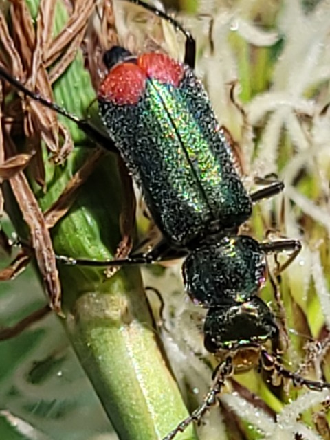 Malachius bipustulatus - kétfoltos bibircsesbogár