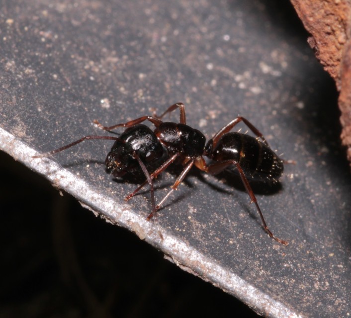 Camponotus fallax - ligeti lóhangya