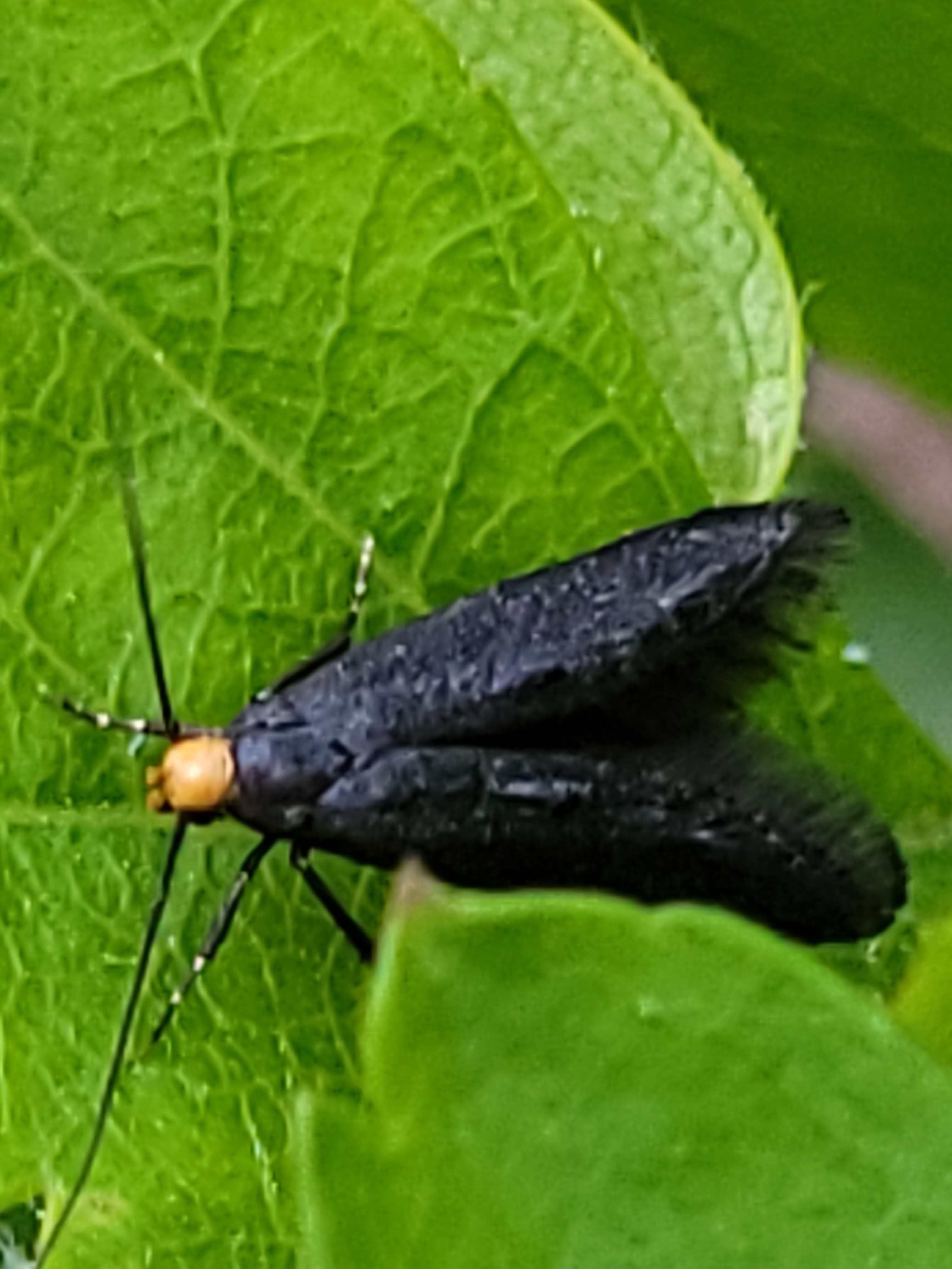 Spuleria flavicaput - galagonyafúró lándzsásmoly