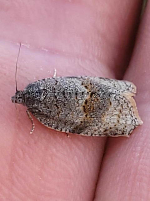 Syndemis musculana - füstös sodrómoly