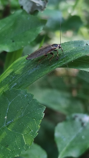 Ectobius erythronotus - sárgatorú erdeicsótány