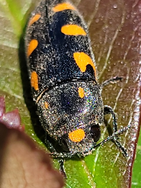Ptosima undecimmaculata - sárgafoltos díszbogár