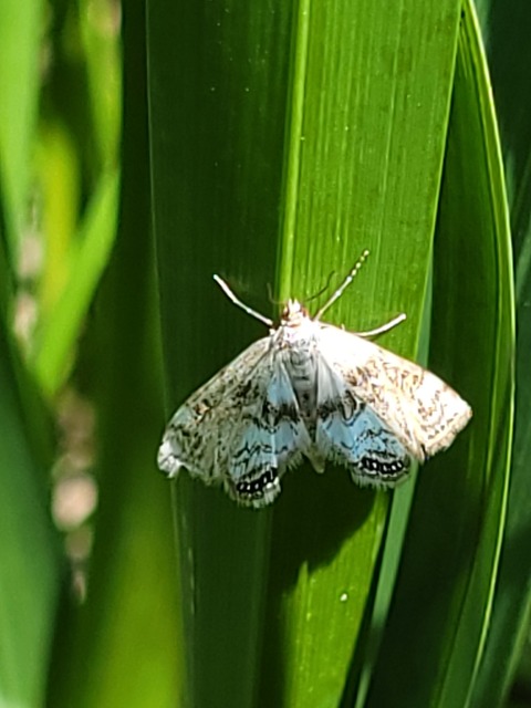 Cataclysta lemnata - békalencsemoly