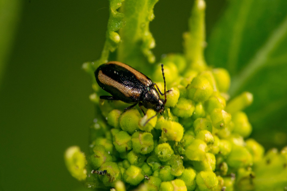 Phyllotreta