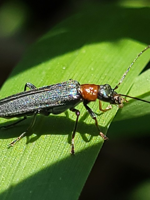 Oedemera croceicollis - pirostorú álcincér