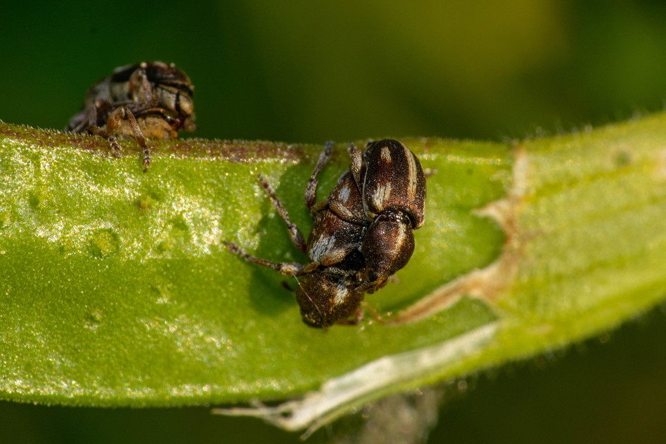 Tychius quinquepunctatus - borsó-tímárormányos