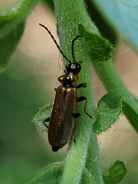 Rhagonycha nigriventris - feketecombú lágybogár Rhagonycha nigriventris - feketecombú lágybogár