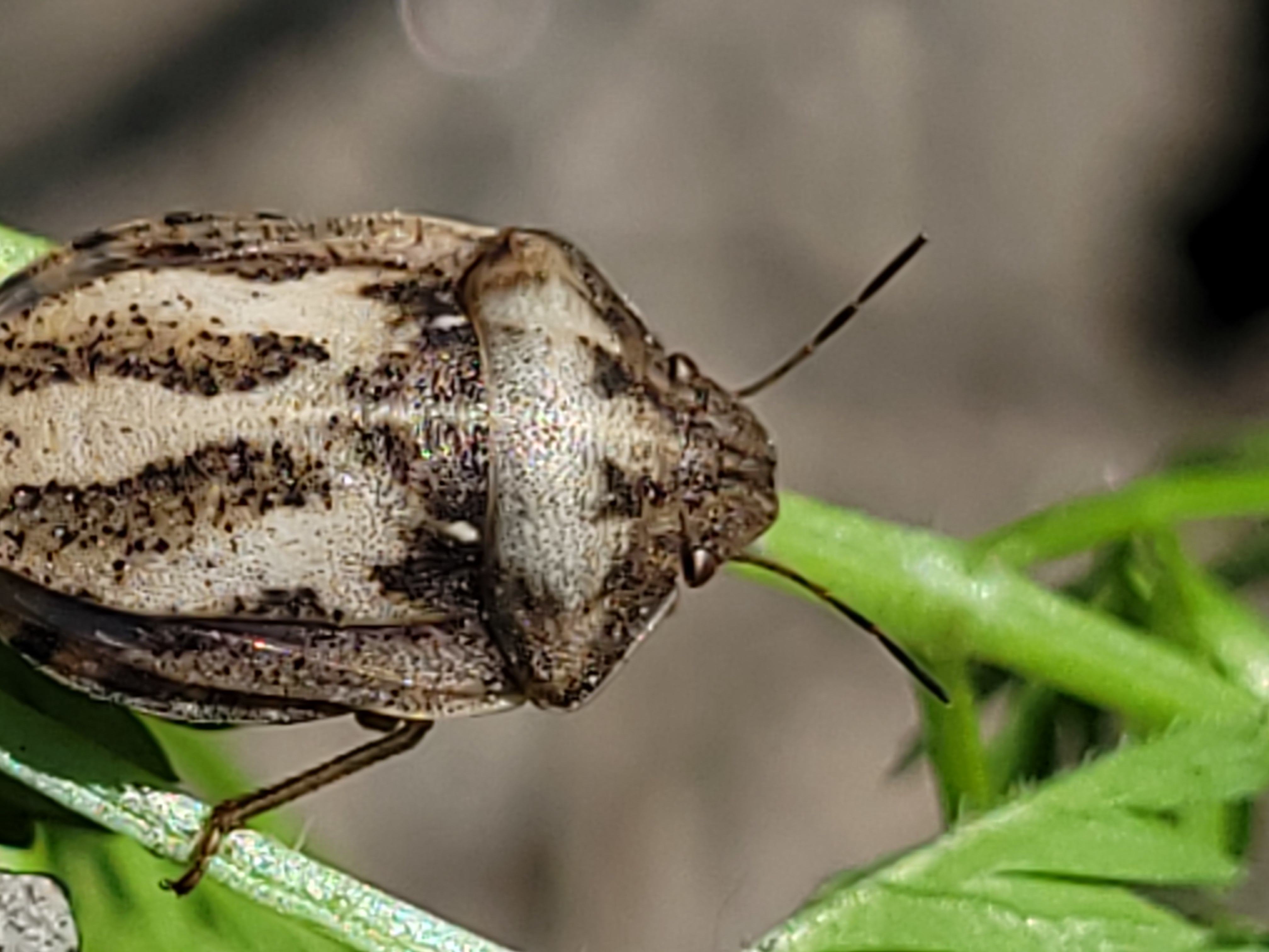 Eurygaster testudinaria - teknőspoloska