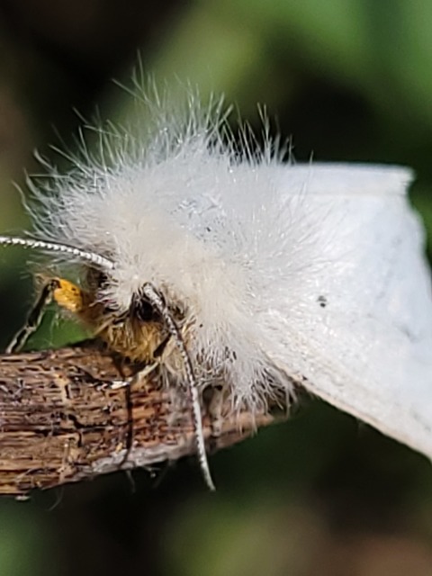 Diaphora mendica - felemás medvelepke