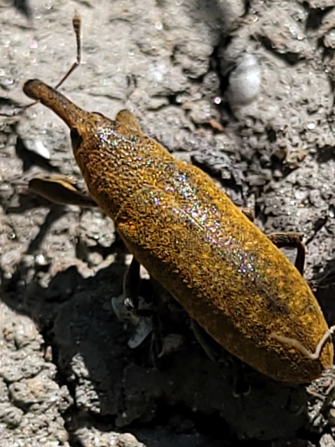 Lixus bardanae - lórom-dudvabarkó