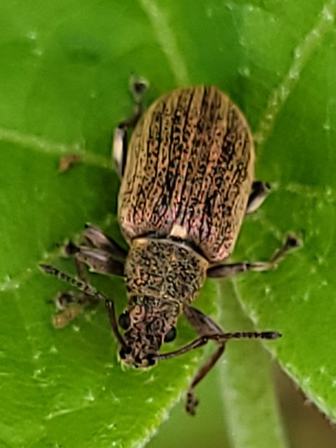 Phyllobius pyri - gyümölcsfa-levélormányos