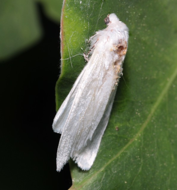 Hyphantria cunea - amerikai fehér medvelepke