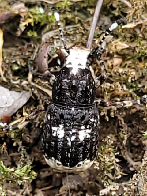 Platystomos albinus - nagybajuszú orrosbogár