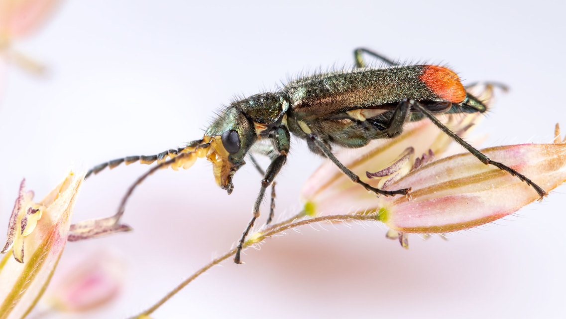 Malachius bipustulatus - kétfoltos bibircsesbogár