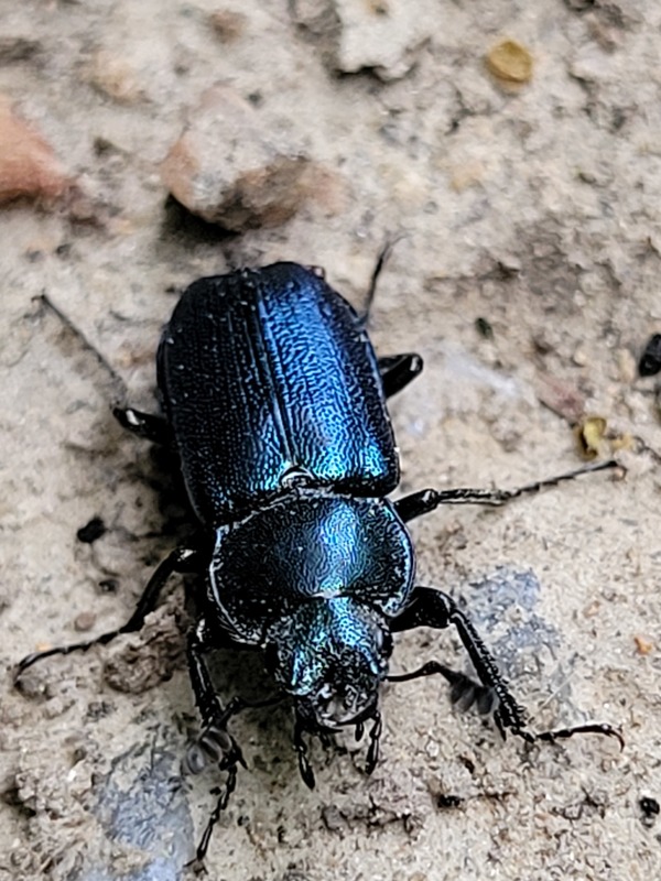 Platycerus caraboides - kis fémesszarvasbogár