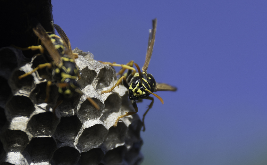 Polistes dominulus - déli papírdarázs