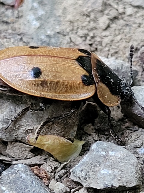 Dendroxena quadrimaculata - négypettyes dögbogár