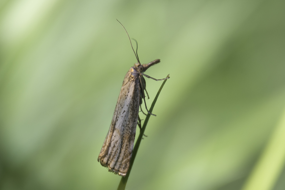 Thisanotia chrysonuchella - tavaszi fűgyökérmoly