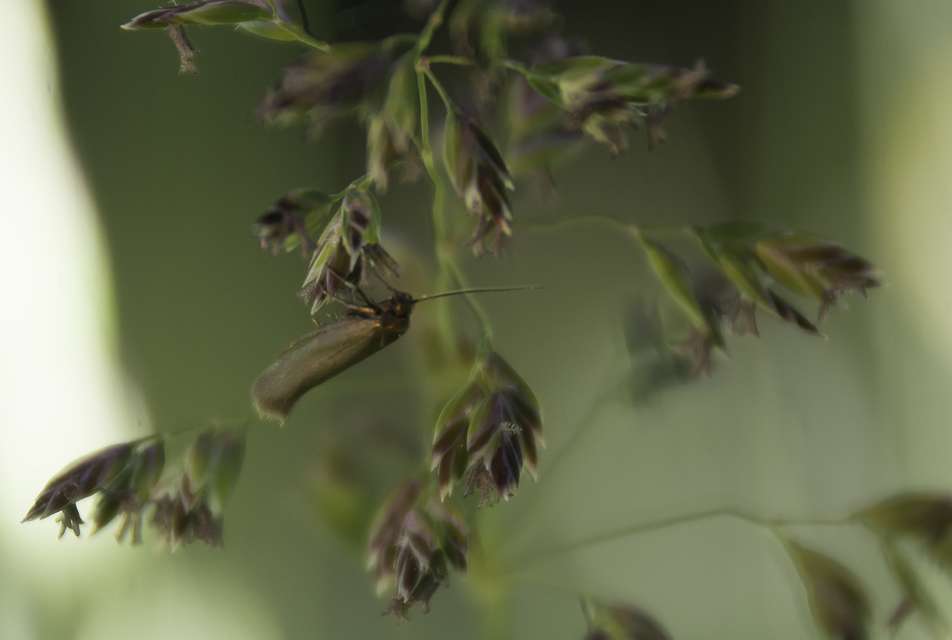 Scythris