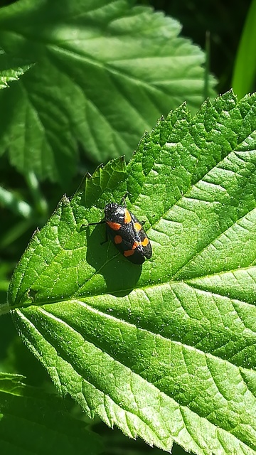 Cercopis arcuata/sanguinolenta