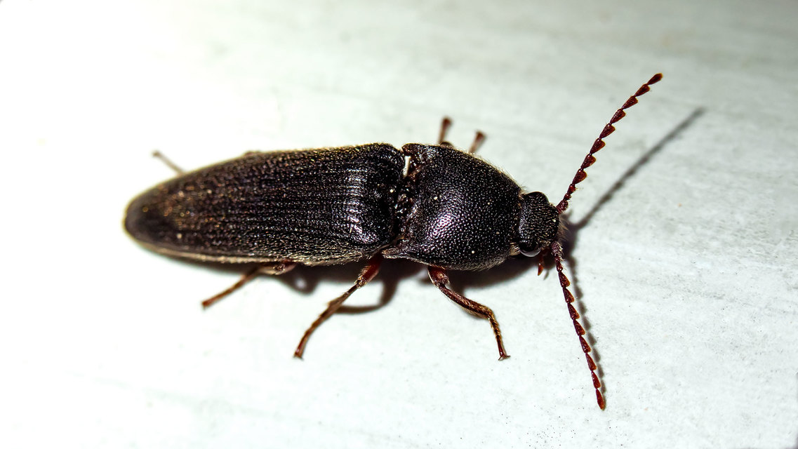 Melanotus
