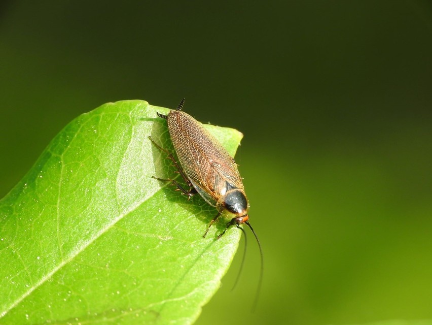 Ectobius erythronotus - sárgatorú erdeicsótány