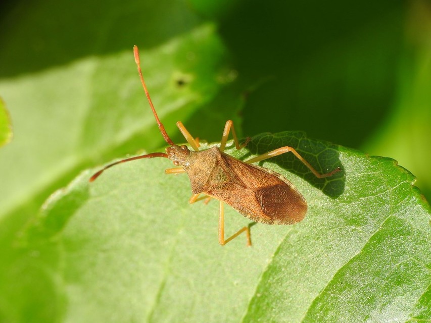 Gonocerus acuteangulatus - aranypetés karimáspoloska