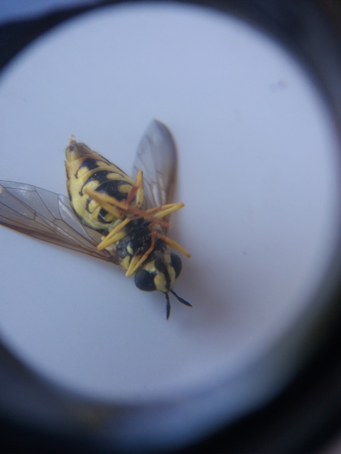 Chrysotoxum