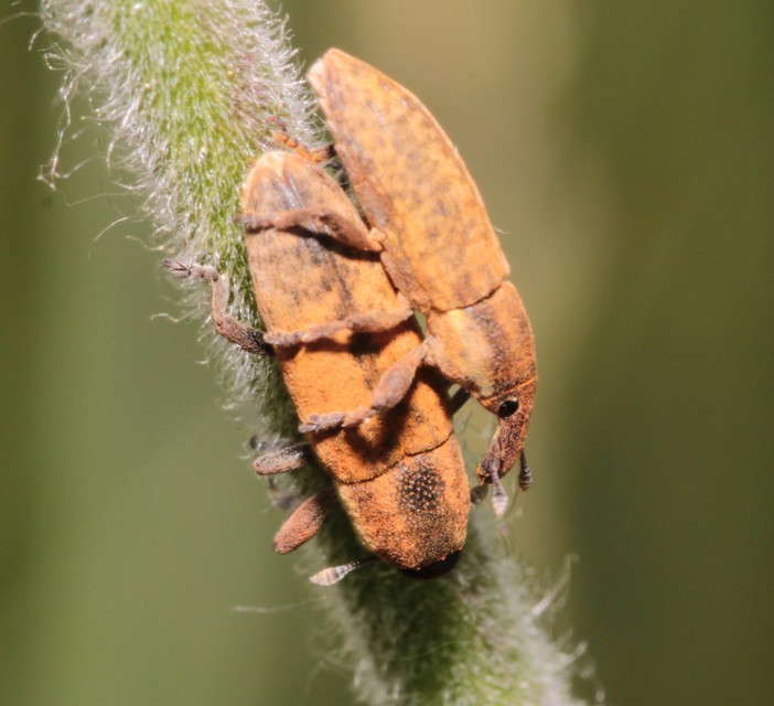 Lixus brevipes - vaskosorrú dudvabarkó