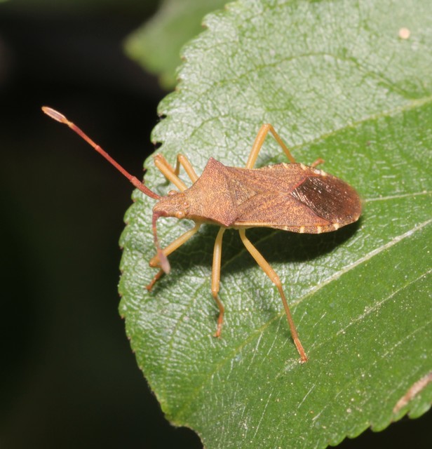 Gonocerus acuteangulatus - aranypetés karimáspoloska