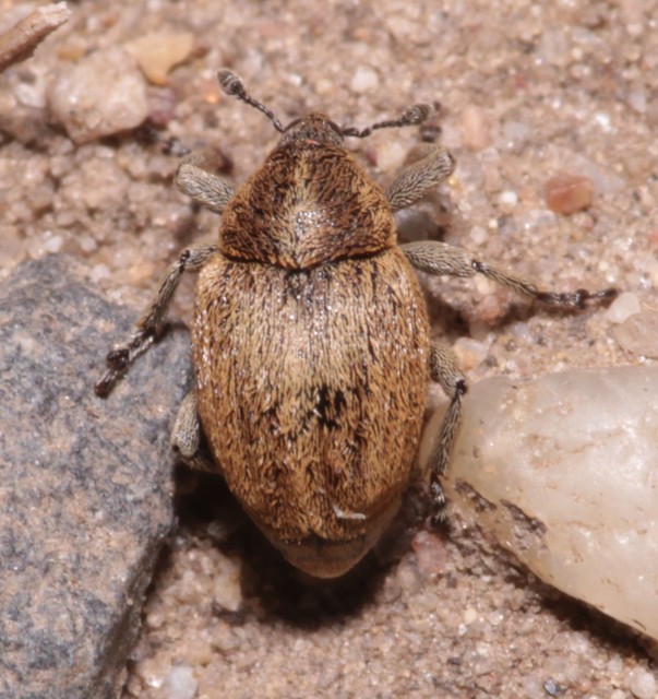 Sibinia pellucens - mécsvirágormányos