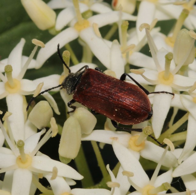 Omophlus proteus - közönséges pejbogár Omophlus proteus - közönséges pejbogár