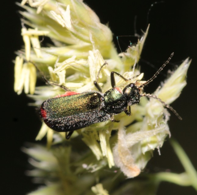 Malachius bipustulatus - kétfoltos bibircsesbogár