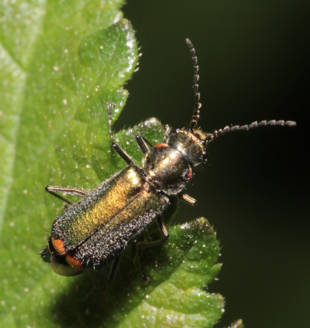Malachius bipustulatus - kétfoltos bibircsesbogár