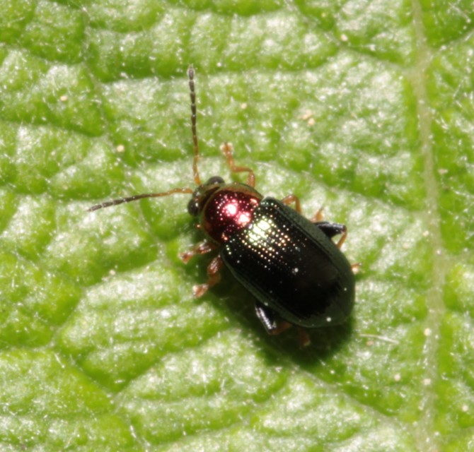Crepidodera aurata - ékes fűz-földibolha
