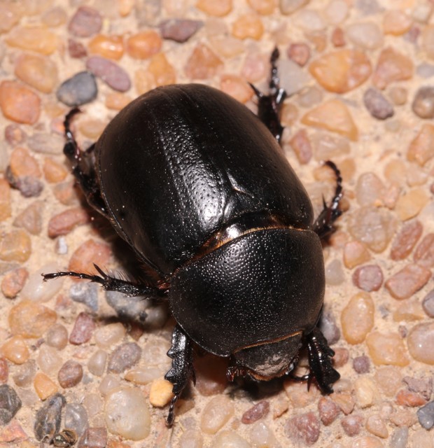 Pentodon idiota - butabogár