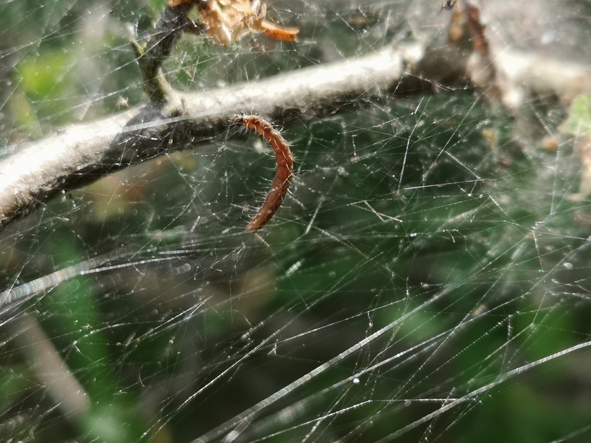 Scythropia crataegella - galagonya-pókhálósmoly