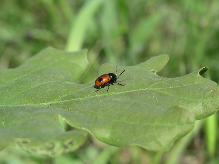 Cryptocephalus bipunctatus - kétpettyes zömökbogár