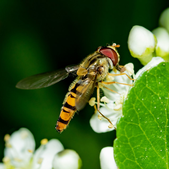 Episyrphus balteatus - ékfoltos zengőlégy