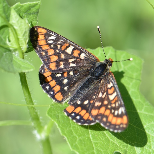 Euphydryas maturna - díszes tarkalepke