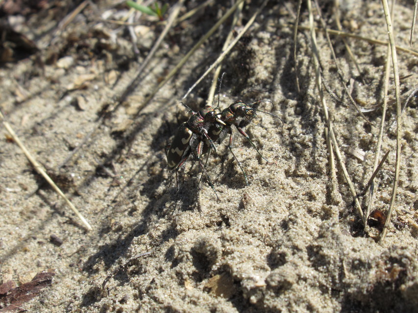 Cicindela hybrida - öves homokfutrinka
