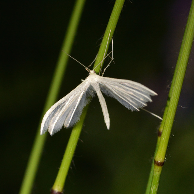 Pterophorus pentadactyla - fehér tollasmoly
