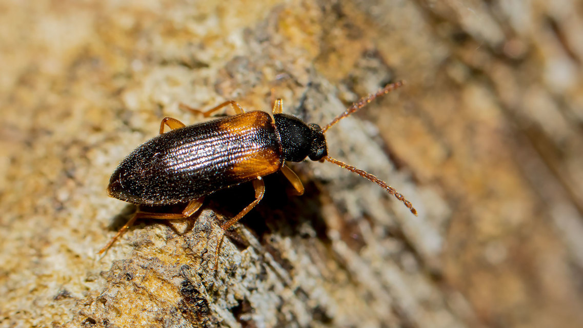Mycetochara flavipes - sárgalábú taplász